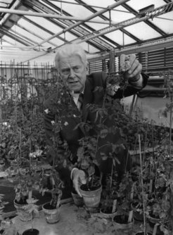 VI. Abt., Rep. 1, Fotografien, Georg Melchers, Bild-Nr. I/9: Georg Melchers im Gewächshaus im Max-Planck-Institut für Biologie in Tübingen, Aufnahme undatiert