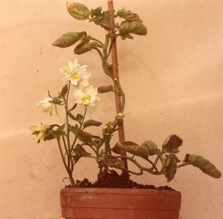 VI. Abt., Rep. 1, Fotografien, Georg Melchers, Bild-Nr. V/6: Tomoffel (topoto), 56 Chromosomen, gefüllte Blüte