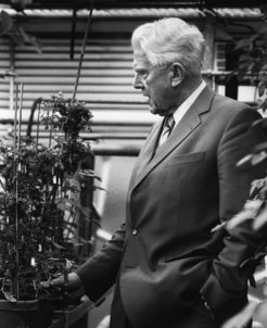 VI. Abt., Rep. 1, Fotografien, Georg Melchers, Bild-Nr. I/18: Georg Melchers 1985 im Gewächshaus im Max-Planck-Institut für Biologie in Tübingen mit Tomoffel, Aufnahme: Ingrid von Kruse, Wuppertal.